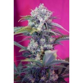 5+2 Semillas Cream Mandarine de Autofloración de Sweet Seeds