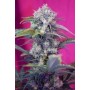 5+2 Semillas Cream Mandarine de Autofloración de Sweet Seeds