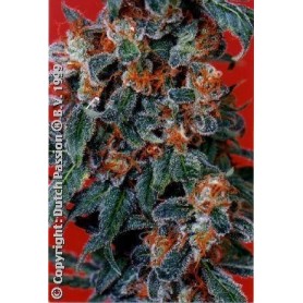 3 Semillas Orange Bud Feminizadas de Dutch Passion