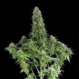 5 Semillas White Siberian Feminizada Dinafem