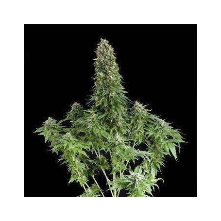 5 Semillas White Siberian Feminizada Dinafem
