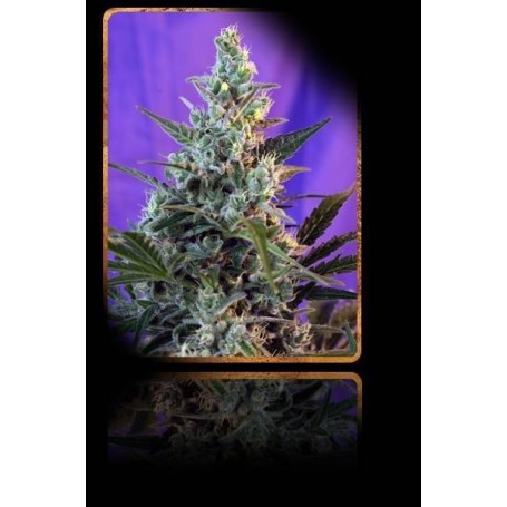 3+1 Semillas Sweet Skunk Autoflorecientes de Sweet Seeds