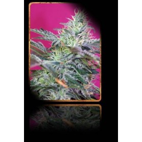 5+2 Semillas Sweet Cheese Autofloración de Sweet Seeds