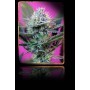 5 Semillas + Speed Autofloreciente de Sweet Seeds