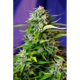 5+2 Semillas Jack 47 Autofloración de Sweet Seeds