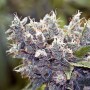 10 Semillas Bubble Gummer Feminizadas Female Seeds