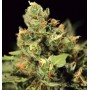 3 Semillas Big Bang Autoflorecientes de Green House