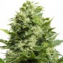 5 Semillas Blue Cheese Feminizadas de  Barney's Farm