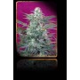 3 Semillas Big Foot Feminizadas Sweet Seeds