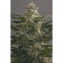 10 Semillas OG Kush Feminizada Dinafem