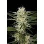 3 Semillas Original Amnesia Feminizada Dinafem
