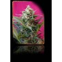 3+1 Semillas Big Devil XL Autofloración de Sweet Seeds