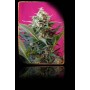 5+2 Semillas Big Devil XL Autofloración de Sweet Seeds