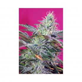 5 Semillas Sweet Cheese Fast Version Feminizadas de Sweet Seeds