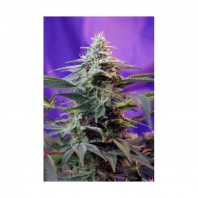 5 Semillas Sweet Special F1Fast Version Feminizadas de Sweet Seeds