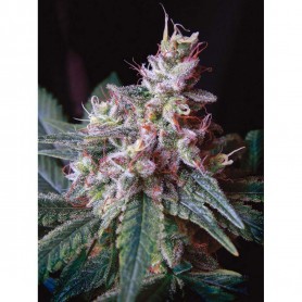 3 Semillas Cream Caramel Fast Version de Sweet Seeds