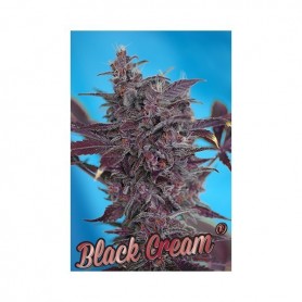 3+1 Semillas Black Cream Autofloración de Sweet Seeds