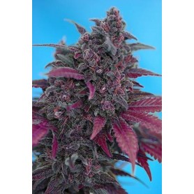 5+2 Semillas Dark Devil Autofloración de Sweet Seeds