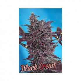 5+2 Semillas Black Cream Autofloración de Sweet Seeds
