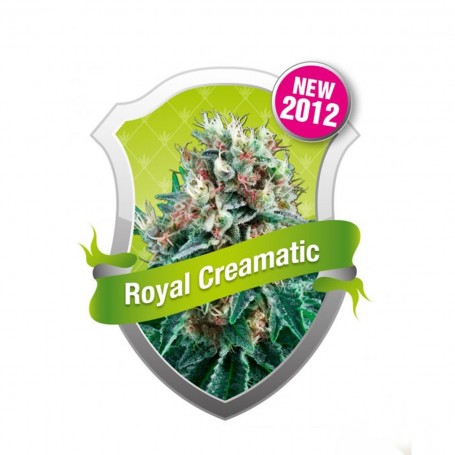 Royal Creamatic Autofloración de Royal Queen