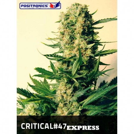Critical 47 Express de Positronics