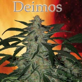 10 Semillas Deimos Autofloreciente de Buddha Seeds