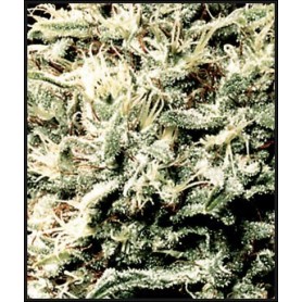 3 Semillas White Rhino Feminizadas de Green House