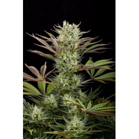 Deep Cheese 3u - Dinafem