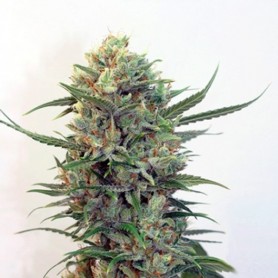 3 Semillas Toxic Feminizadas de Ripper Seeds