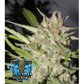 3 Semillas Hawaiian Wave Feminizadas de Ripper Seeds