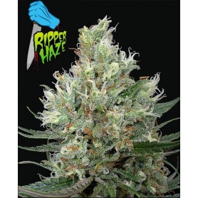 3 Semillas Ripper Haze Feminizadas de Ripper Seeds