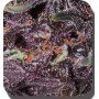 Purple Kush Autofloración de Buddha Seeds