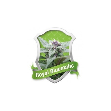 Royal Bluematic Autofloración de Royal Queen