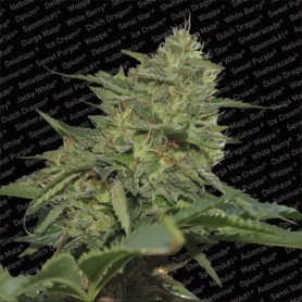 3 Semillas Original Cheese Feminizadas de Paradise Seeds