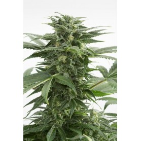 3 Semillas Haze XXL Autofloreciente de Dinafem