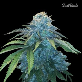 3 Semillas Northen Express Autofloreciente de Fast Buds