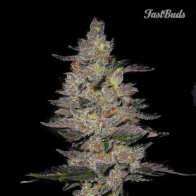 3 Semillas Fastberry Autofloreciente de Fast Buds