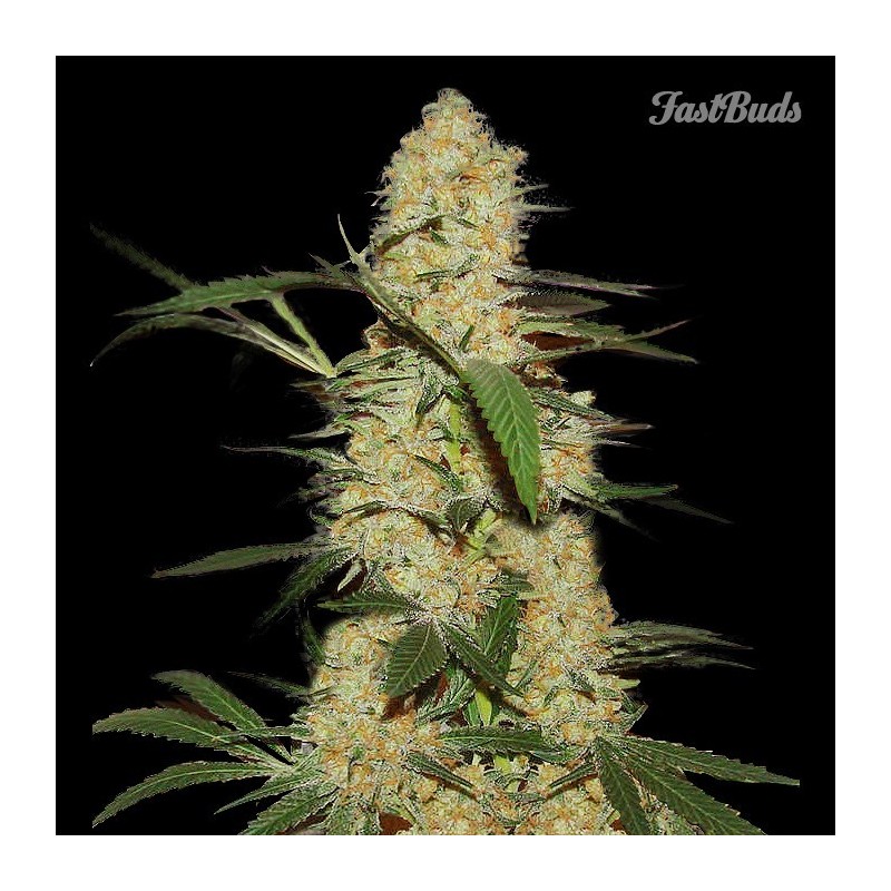 Fast Buds Grapefruit'matic 3u