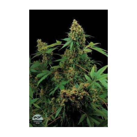 5 Semillas Moby Dick Feminizada Dinafem