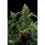5 Semillas Moby Dick Feminizada Dinafem