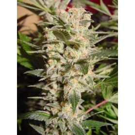 10 Semillas Belladona Feminizadas Paradise Seeds