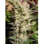 10 Semillas Belladona Feminizadas Paradise Seeds