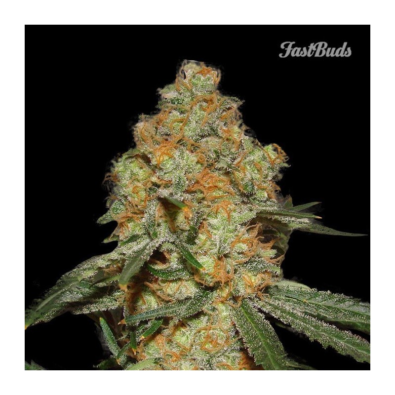 Fast Buds Grapefruit'matic 3u