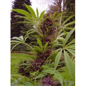 10 Semillas Feminizadas Sweet Purple de Paradise Seeds