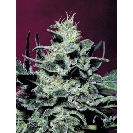 10 Semillas Nebula Feminizadas de Paradise Seeds