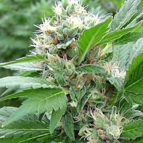 5 Semillas Magic Bud Feminizadas Paradise Seeds