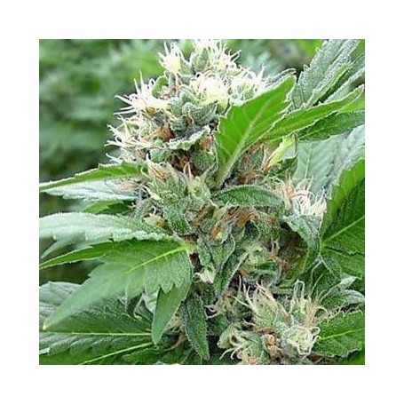 5 Semillas Magic Bud Feminizadas Paradise Seeds