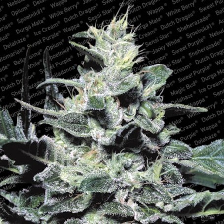 5 Semillas Nebula Feminizadas de Paradise Seeds