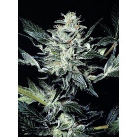 5 Semillas Sensi Star Feminizadas Paradise Seeds