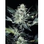5 Semillas Sensi Star Feminizadas Paradise Seeds